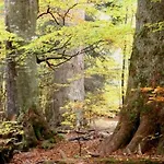 Alte Forsthaus Spiegelhütte Lindberg
