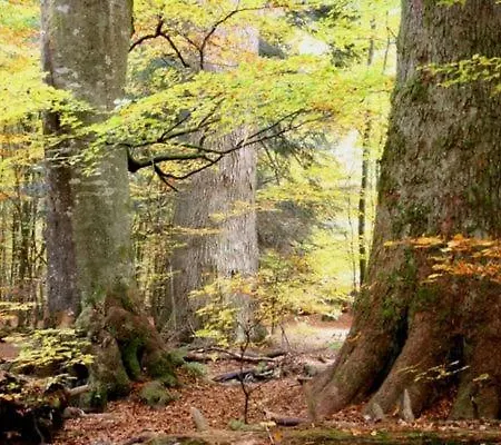 Alte Forsthaus Spiegelhuette Lindberg