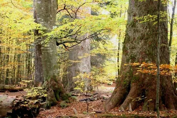 Alte Forsthaus Spiegelhütte Lindberg